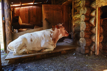 Happy cow in willage house barn is laying sleeping and relaxing
