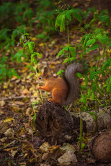 red squirrel in the forest