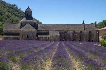 Beautiful Lavender