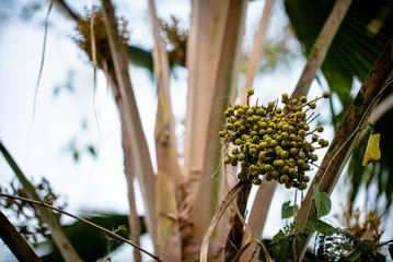 Close up coconut flower on coconut tree, plant flower, sweet liquid from flower