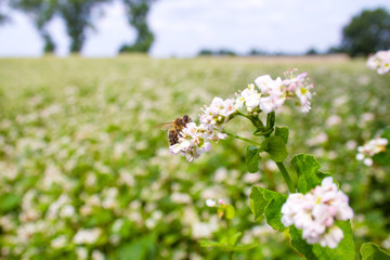 Bees working of common buckwheat. Collecting nectar for honey from cultivated flower fagopyrum esculentum.