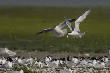 Sterne caugek (Thalasseus sandvicensis - Sandwich Tern)