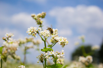 Bees working of common buckwheat. Collecting nectar for honey from cultivated flower fagopyrum esculentum.