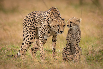 Cheetah appears to listen to whispering cub