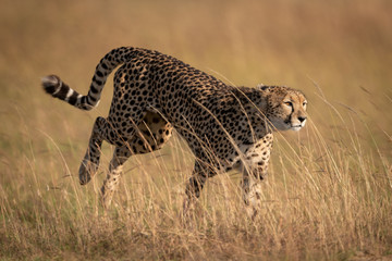 Cheetah bounding through long grass in savannah
