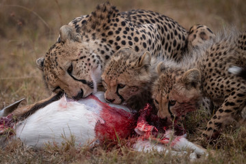 Cheetah and two cubs feeding on kill