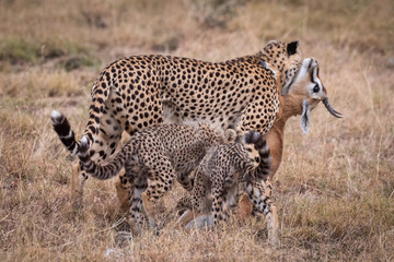 Cheetah carries Thomson gazelle beside two cubs