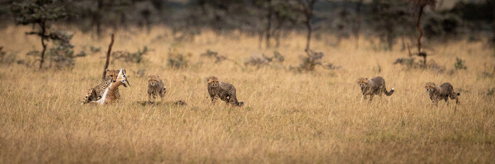 Cheetah carrying dead Thomson gazelle with cubs