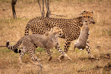 Cheetah carries dead scrub hare beside cub