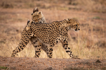 Fototapeta na wymiar Cheetah cub bites mother on earth bank