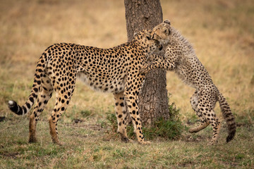 Cheetah cub bites mother beside tree trunk