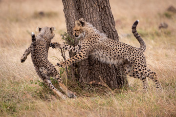 Cheetah cub chasing another round tree trunk
