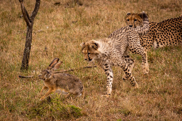 Cheetah cub chasing scrub hare by mother