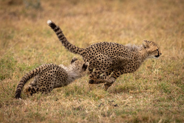 Cheetah cub chasing another on grassy plain