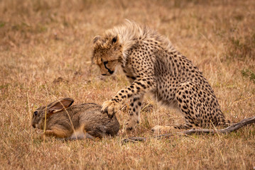 Cheetah cub claws scrub hare in savannah