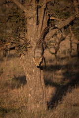 Cheetah cub climbing down tree at dawn