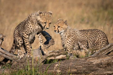 Cheetah cub climbs over log beside another