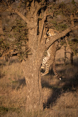 Cheetah cub climbs up tree on savannah
