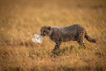 Cheetah cub crosses grass carrying plastic bag