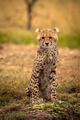Cheetah cub facing camera sitting  on bank