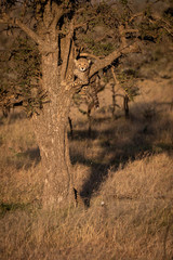 Cheetah cub facing camera from thorn tree