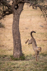 Cheetah cub jumping from tree in savannah