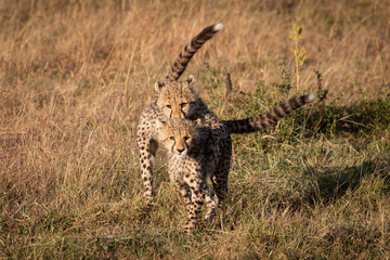 Cheetah cub jumping on another facing camera