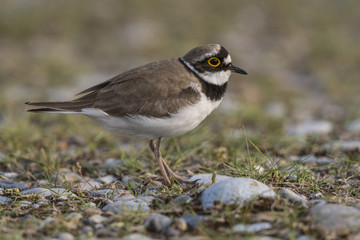 Fototapeta premium Petit Gravelot - Charadrius dubius - Little Ringed Plover