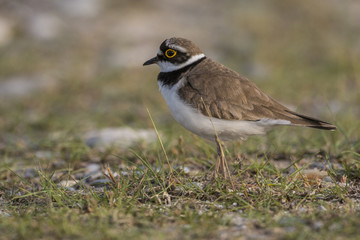 Petit Gravelot - Charadrius dubius - Little Ringed Plover