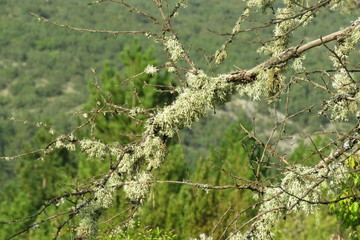tree and flower photo