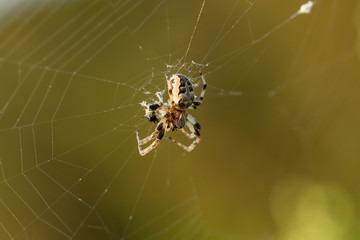 Spinne frisst Beute