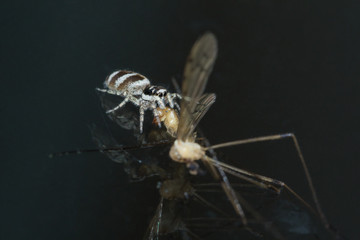Springspinne mit grosser Beute