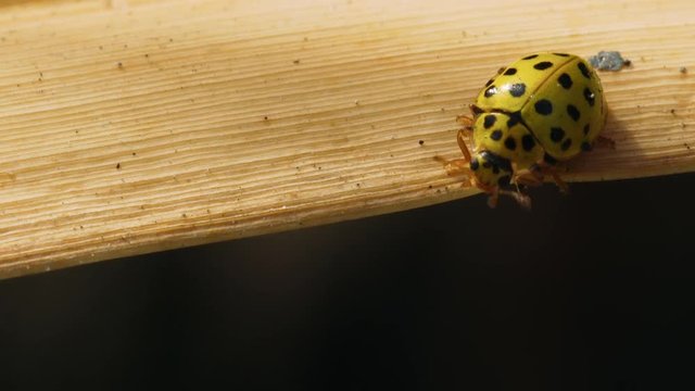 Yellow ladybug Coccinula crawls on a dry cane sheet. Macro shot.