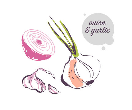 Vector hand drawn illustration of fresh raw onion and garlic spice vegetable isolated on white background. Sketch style. Healthy food element. Good for menu, banner, packaging design etc.