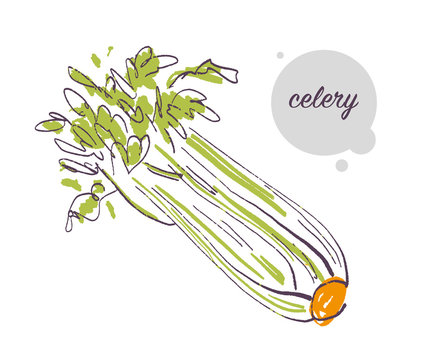 Vector hand drawn illustration of fresh raw calery bunch vegetable isolated on white background. Sketch style. Healthy food element. Good for menu, banner, packaging design etc.