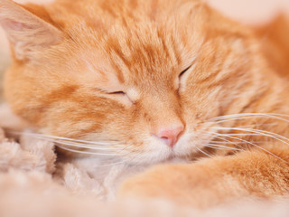 Sleeping red cat. Selective focus.