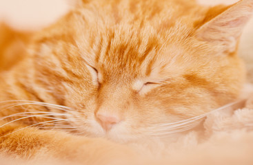 Sleeping red cat. Selective focus.