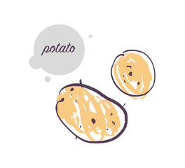 Vector hand drawn illustration of fresh raw potato vegetable isolated on white background. Sketch style. Healthy food element. Good for menu, banner, packaging design etc.