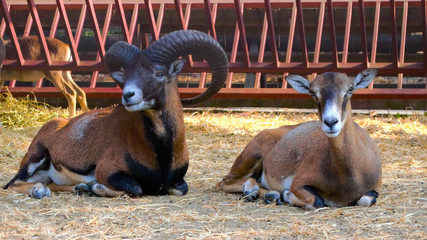 Close up with mouflons - pair of mouflon