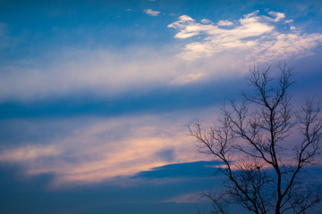 Dead Branch tree with colorful sky and twilight sunset time.