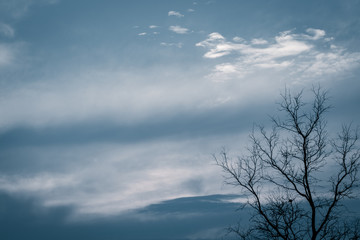 Dead Branch tree with colorful sky and twilight sunset time.