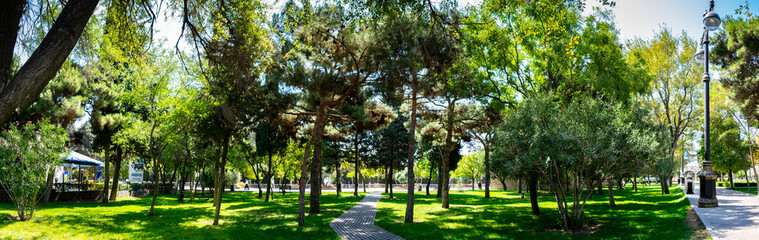 Fototapeta na wymiar Beautiful panorama nature. Trees, green grass in summer. Panoramic shot in park