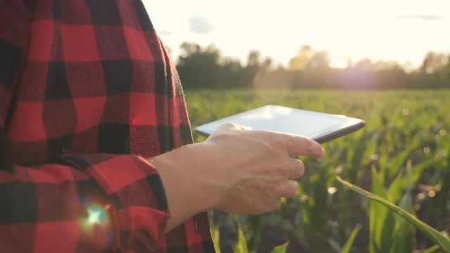 Girl farmer with a tablet monitors the crop, corn field at sunset, slow motion video. Hands up.