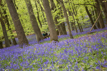 bluebells