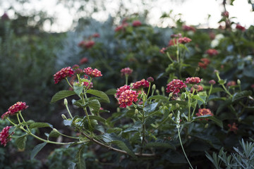 hedge with beautiful flowers at a park in Rome
