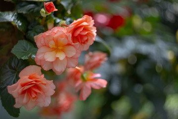 温室のベゴニア