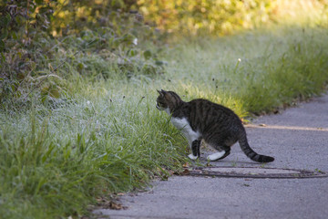 Cat on Mouse Hunt leaps in maturing covered grass