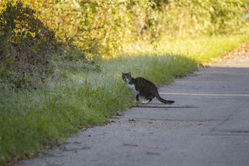 Cat on Mouse Hunt leaps in maturing covered grass