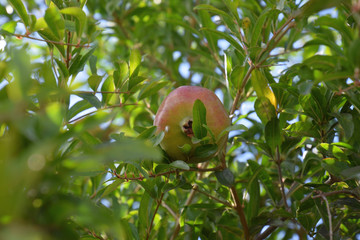 pomegranates looking below through the branches, punica granatum tree with fruits and thorns on branches