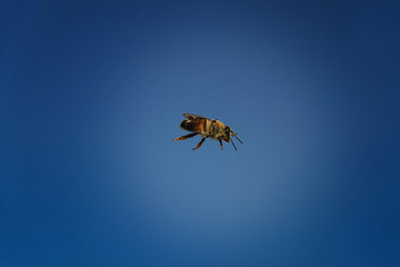 Honey Bee on Windshield
